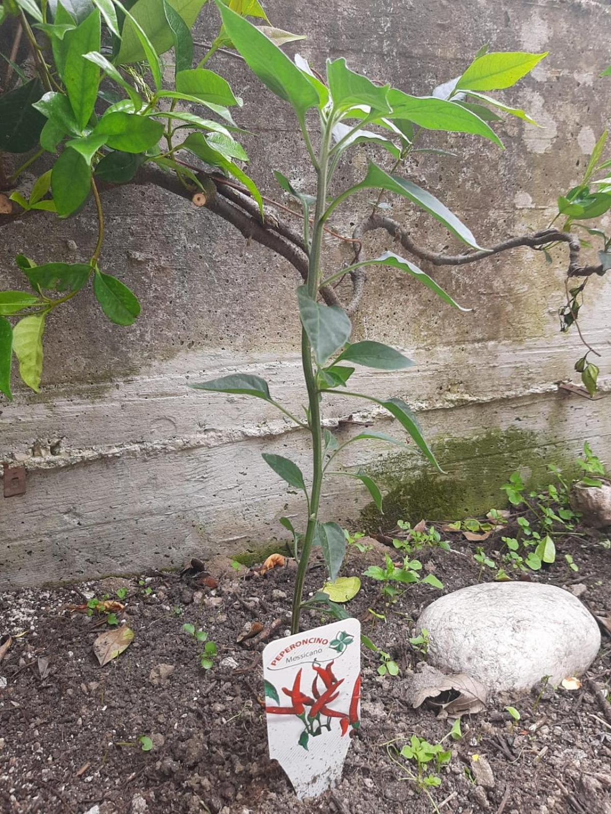 דירות Carpinone Il Caminetto מראה חיצוני תמונה